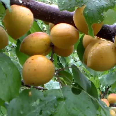 Абрикос МАНИТОБА в Калинковичах