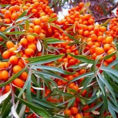 Облепиха ВОРОБЬЕВСКАЯ в Калинковичах