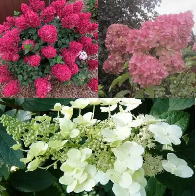 Комплект САД ЭМОЦИЙ в Калинковичах