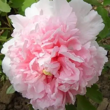 Пион БУКЕТ РОЗОВЫХ ГВОЗДИК древовидный в Калинковичах