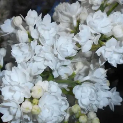 Сирень МИСС ЭЛЕН ВИЛМОТТ в Калинковичах