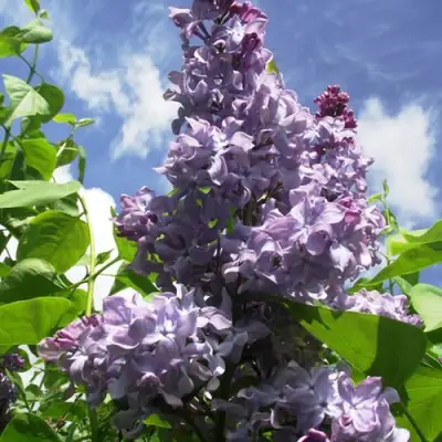 Сирень КРЫЛЬЯ НАДЕЖДЫ в Калинковичах