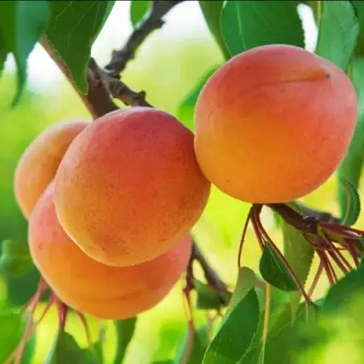 Абрикос ДЕБЮТ в Калинковичах