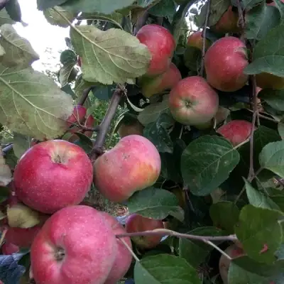 Яблоня АЛЬВА в Калинковичах