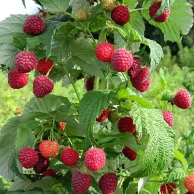 Малина БРУСИЛОВСКАЯ в Калинковичах