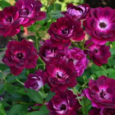 Роза БУРГУНДИ АЙС флорибунда в Калинковичах