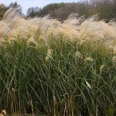 Мискантус ВАНИЛЛА СКАЙ китайский в Калинковичах