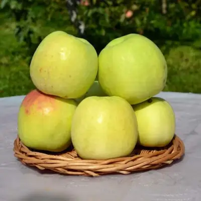 Яблоня БИРСКОЕ ГРУШЕВОЕ (БИЧИК) в Калинковичах