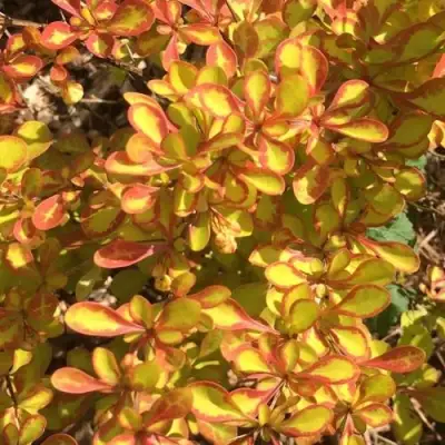 Барбарис САММЕР САНСЕТ тунберга в Калинковичах