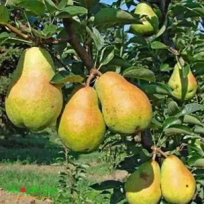 Груша ДОБРЯНКА в Калинковичах