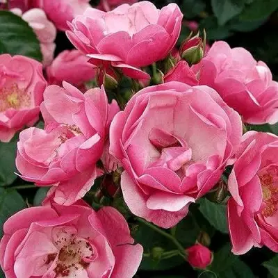 Роза АНГЕЛА флорибунда в Калинковичах