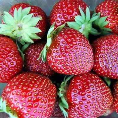 Клубника МАЛЬВИНА в Калинковичах