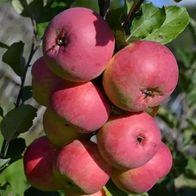 Яблоня ВЭМ-РОЗОВЫЙ в Калинковичах