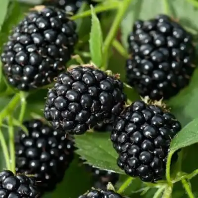 Ежевика ТРИПЛ КРАУН бесшипная  в Калинковичах