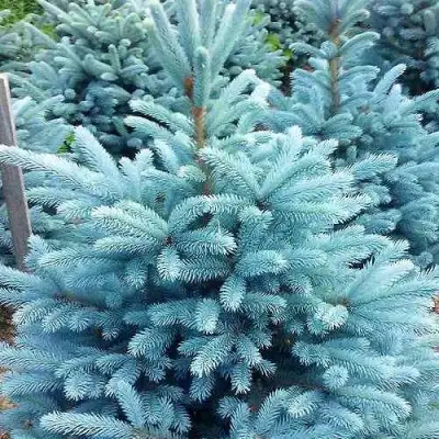 Ель МАДЖЕСТИК БЛЮ колючая в Калинковичах