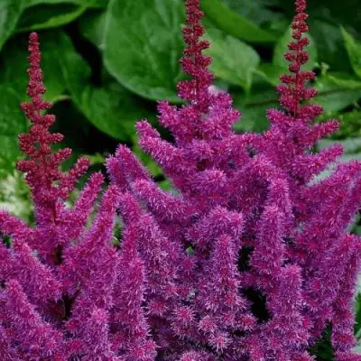 Астильба БЛЭК ЭНД БЛУ китайская в Калинковичах