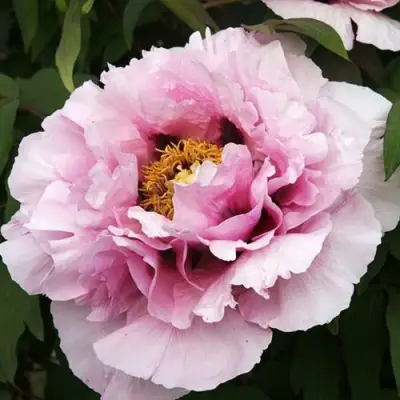 Пион РОЗОВАЯ РЕКА древовидный в Калинковичах