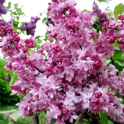 Сирень ОЛИМПИАДА КОЛЕСНИКОВА в Калинковичах