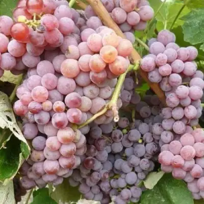 Виноград РИЛАЙНС ПИНК СИДЛИС в Калинковичах