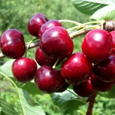 Вишня ВЯНОК в Калинковичах