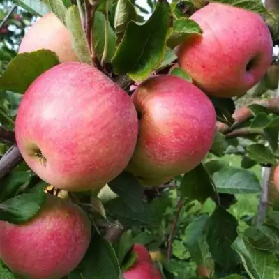 Яблоня ТЕРЕМОК в Калинковичах