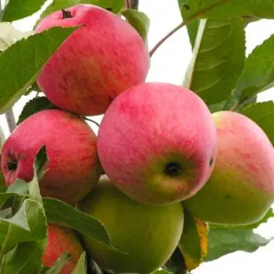 Яблоня МЕЧТА в Калинковичах