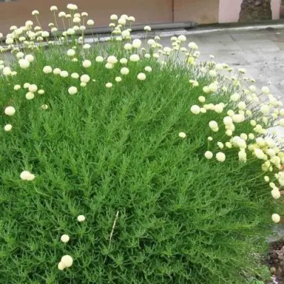 Сантолина зеленеющая в Калинковичах