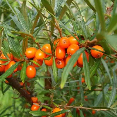 Облепиха БОТАНИЧЕСКАЯ в Калинковичах