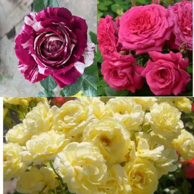 Комплект РОЗОВЫЙ АКЦЕНТ в Калинковичах