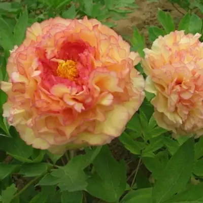 Пион ЗОЛОТАЯ РОССЫПЬ древовидный в Калинковичах