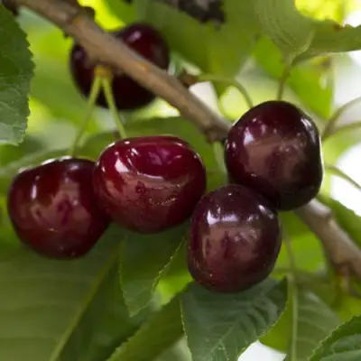 Вишня ЛАСУХА в Калинковичах