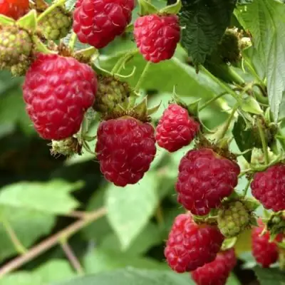 Малина ПРИМАРА в Калинковичах