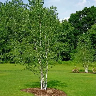 Береза бумажная в Калинковичах