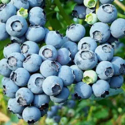 Голубика ПУРУ в Калинковичах