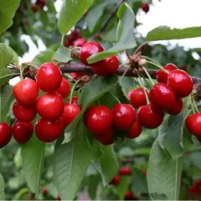 Черешня ДОНЕЦКАЯ КРАСАВИЦА в Калинковичах