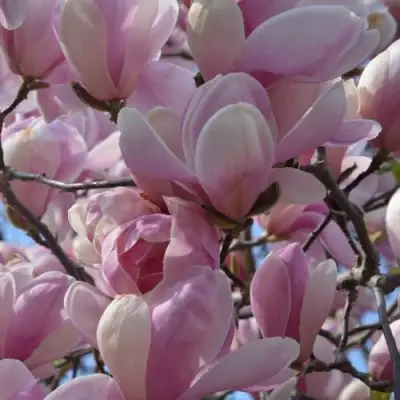 Магнолия ГАЛАКСИ в Калинковичах