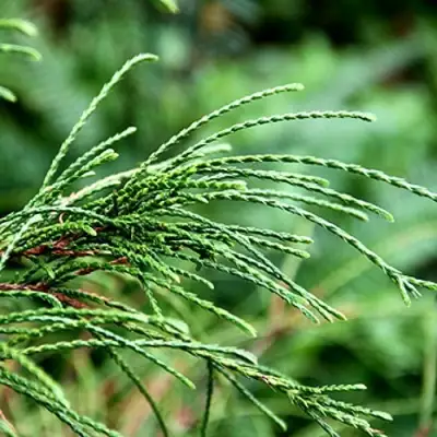 Туя ВИПКОРД складчатая в Калинковичах