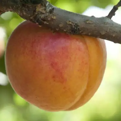  АПРИУМ в Калинковичах