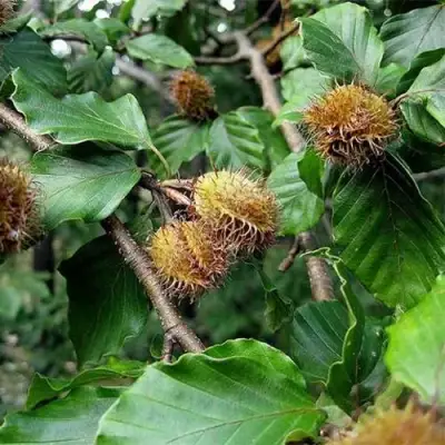 Бук обыкновенный в Калинковичах