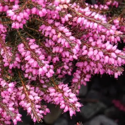 Эрика СТИНКЕ дарленская в Калинковичах