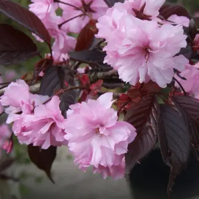 Сакура РОЯЛ БУРГУНДИ в Калинковичах