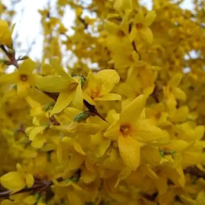 Форзиция ТАРАНДТ промежуточная в Калинковичах