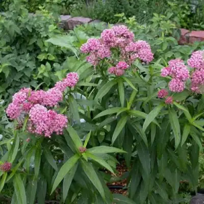 Ваточник МЯСО-КРАСНЫЙ в Калинковичах