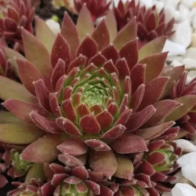 Молодило ЛЮФТШПРУНГ в Калинковичах