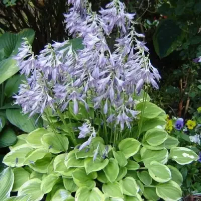 Хоста ГОЛДЕН ТИАРА в Калинковичах