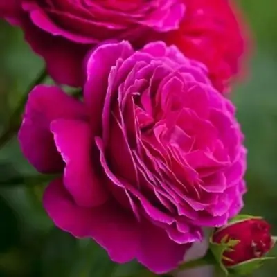 Роза МАЛИНОВЫЙ ЗВОН чайно-гибридная в Калинковичах