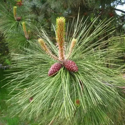 Сосна желтая  в Калинковичах