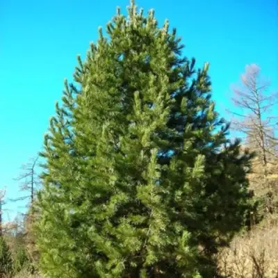 Сосна кедровая сибирская в Калинковичах