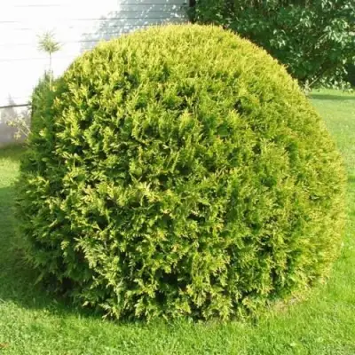 Туя ДАНИКА АУРЕА западная в Калинковичах