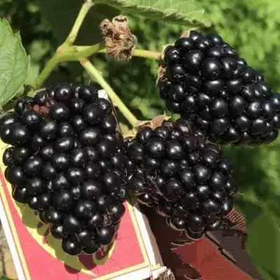 Ежевика ПРАЙМ АРК 45 ремонтантная   в Калинковичах